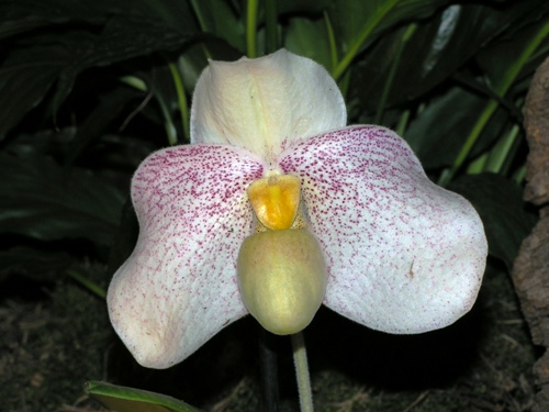 Paphiopedilum Karl Ploberger